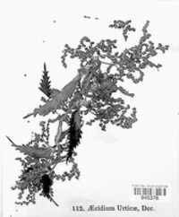 Puccinia urticata image
